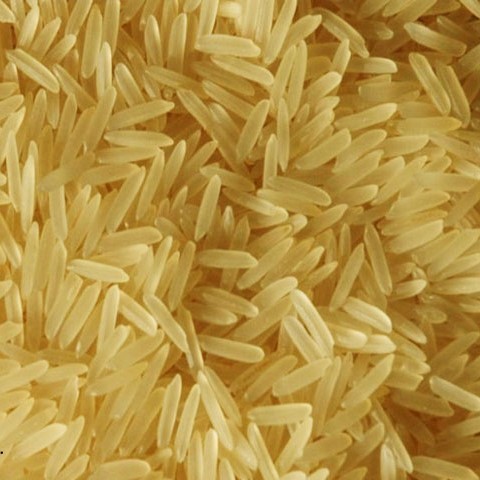 Pusa Basmati Golden Rice
